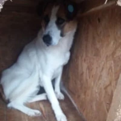 Chanti, female 5yo Mixed Breed for adoption at Stichting Happy Dogs of Romania, KG Uithoorn
