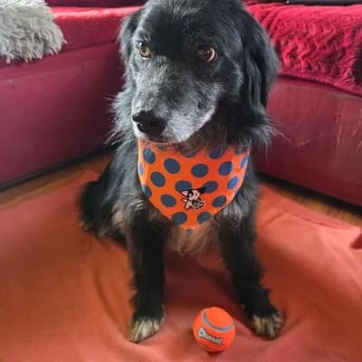 Chelsea, male Mixed Breed for adoption at Stichting Happy Dogs of Romania, KG Uithoorn