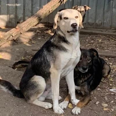Connor, male 4yo Mixed Breed for adoption at Stichting Happy Dogs of Romania, KG Uithoorn