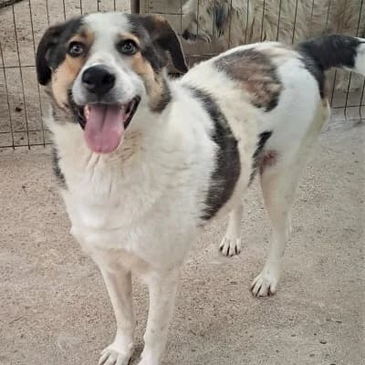 Conrad, male 4yo Mixed Breed for adoption at Stichting Happy Dogs of Romania, KG Uithoorn
