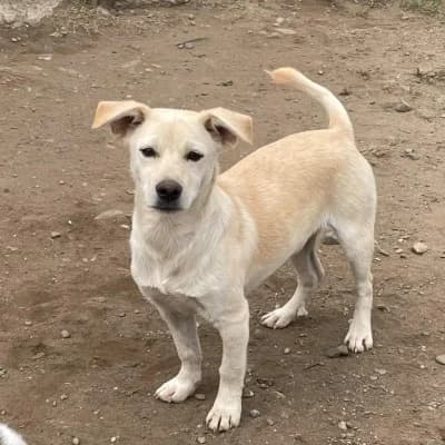Cricket, male young Mixed Breed for adoption at Stichting Happy Dogs of Romania, KG Uithoorn