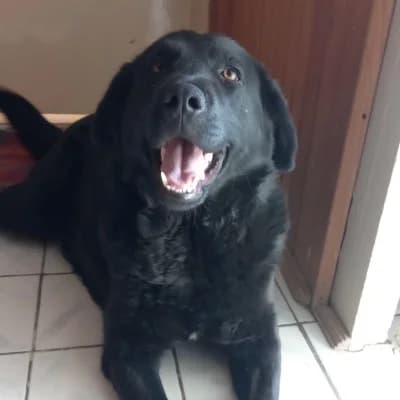 Daisy, female Mixed Breed for adoption at Stichting Happy Dogs of Romania, KG Uithoorn