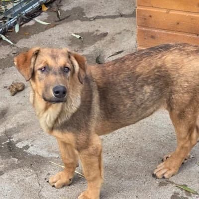 Diamond, female young Mixed Breed for adoption at Stichting Happy Dogs of Romania, KG Uithoorn