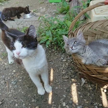 Diverse kitten, poezen en katers in Moreni, Roemenië, female Mixed Breed for adoption at Stichting Happy Dogs of Romania, KG Uithoorn