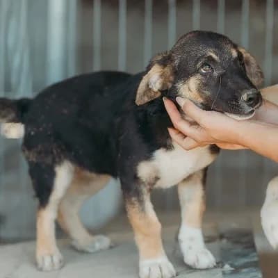 Dolce, female young Mixed Breed for adoption at Stichting Happy Dogs of Romania, KG Uithoorn