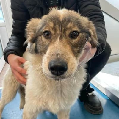 Dustina, female 3yo Mixed Breed for adoption at Stichting Happy Dogs of Romania, KG Uithoorn