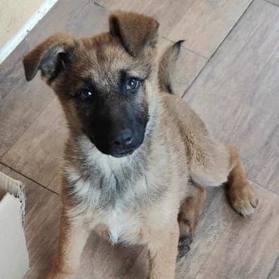 Elf, female young Mixed Breed for adoption at Stichting Happy Dogs of Romania, KG Uithoorn