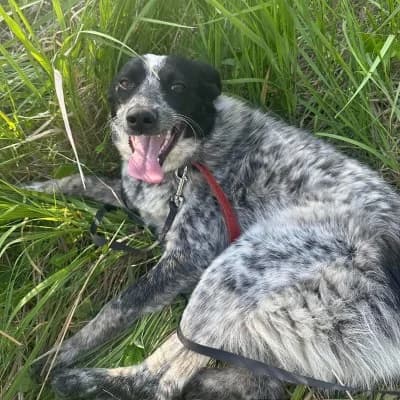 Eliza, female 3yo Mixed Breed for adoption at Stichting Happy Dogs of Romania, KG Uithoorn