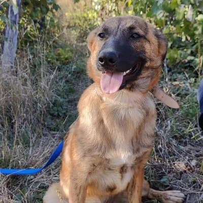 Emelio, male Mixed Breed for adoption at Stichting Happy Dogs of Romania, KG Uithoorn