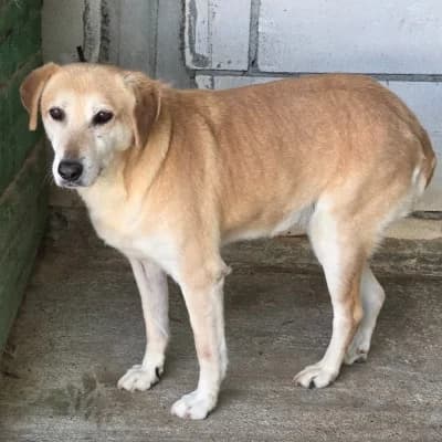 Erika, female 5yo Mixed Breed for adoption at Stichting Happy Dogs of Romania, KG Uithoorn