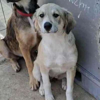 Estelle, female young Mixed Breed for adoption at Stichting Happy Dogs of Romania, KG Uithoorn