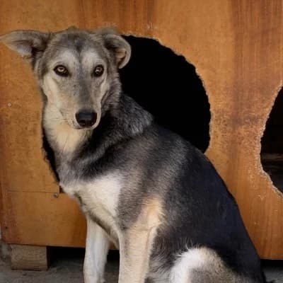 Felicitas, female 3yo Mixed Breed for adoption at Stichting Happy Dogs of Romania, KG Uithoorn