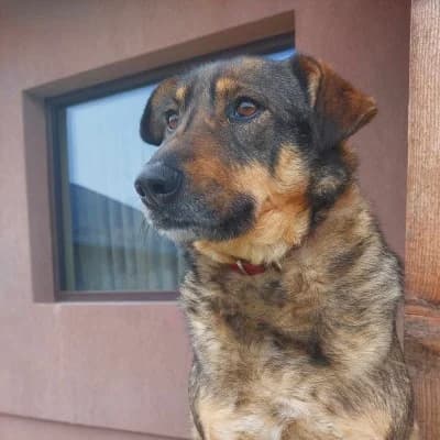 Fetița, female 4yo Mixed Breed for adoption at Stichting Happy Dogs of Romania, KG Uithoorn