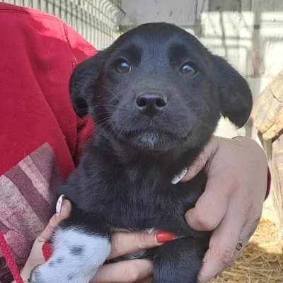 Flocke, female young Mixed Breed for adoption at Stichting Happy Dogs of Romania, KG Uithoorn