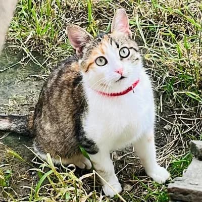 Flower, female Mixed Breed for adoption at Stichting Happy Dogs of Romania, KG Uithoorn