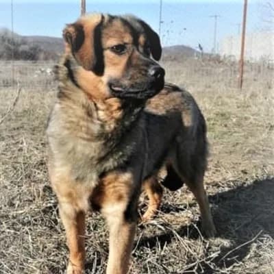 Fly, female 4yo Mixed Breed for adoption at Stichting Happy Dogs of Romania, KG Uithoorn