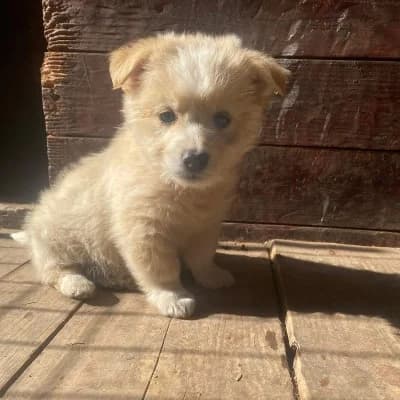 Flynn, male young Mixed Breed for adoption at Stichting Happy Dogs of Romania, KG Uithoorn