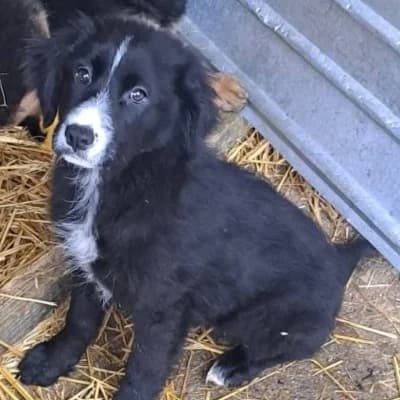 Francis, female young Mixed Breed for adoption at Stichting Happy Dogs of Romania, KG Uithoorn