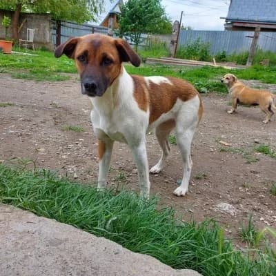Geanina, female young Mixed Breed for adoption at Stichting Happy Dogs of Romania, KG Uithoorn