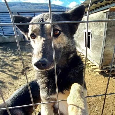 Gogoașă, male 4yo Mixed Breed for adoption at Stichting Happy Dogs of Romania, KG Uithoorn