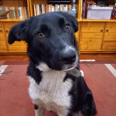 Happy, female young Mixed Breed for adoption at Stichting Happy Dogs of Romania, KG Uithoorn