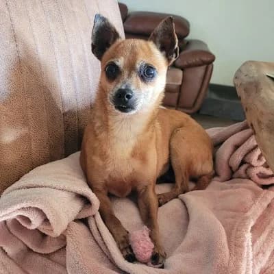 Hazel, female Mixed Breed for adoption at Stichting Happy Dogs of Romania, KG Uithoorn
