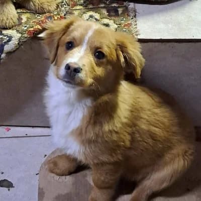 Herbert, male puppy Mixed Breed for adoption at Stichting Happy Dogs of Romania, KG Uithoorn