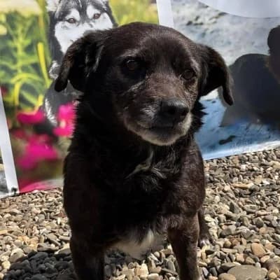 Holly, female puppy Mixed Breed for adoption at Stichting Happy Dogs of Romania, KG Uithoorn