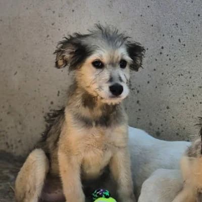 Holly, female puppy Mixed Breed for adoption at Stichting Happy Dogs of Romania, KG Uithoorn