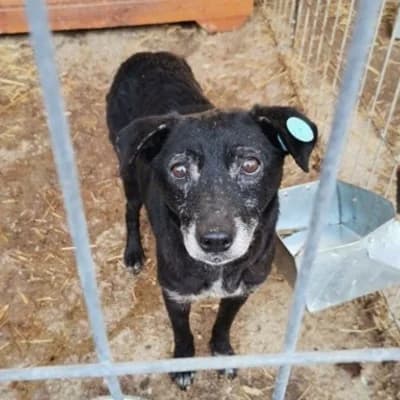 Holly, female senior Mixed Breed for adoption at Stichting Happy Dogs of Romania, KG Uithoorn