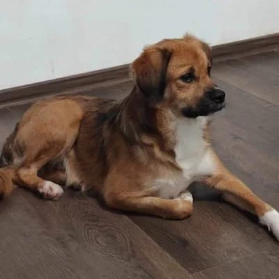Iubire, male 3yo Mixed Breed for adoption at Stichting Happy Dogs of Romania, KG Uithoorn