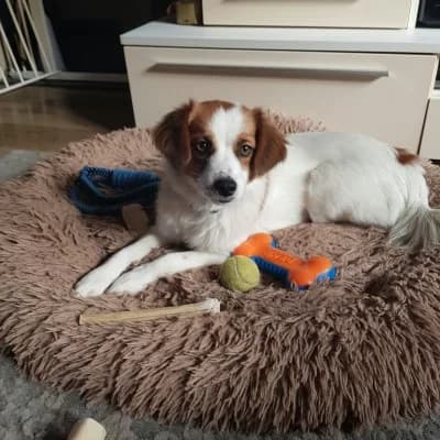 Jada, female Mixed Breed for adoption at Stichting Happy Dogs of Romania, KG Uithoorn