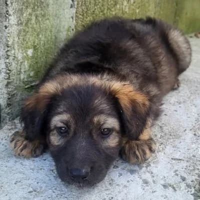 Jara, female puppy Mixed Breed for adoption at Stichting Happy Dogs of Romania, KG Uithoorn
