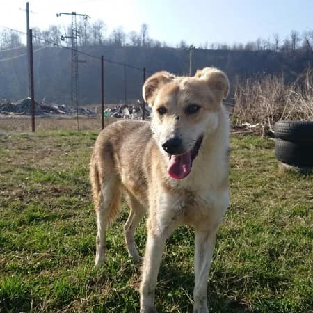 Jenny, female Mixed Breed for adoption at Stichting Happy Dogs of Romania, KG Uithoorn