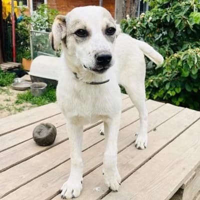 Jessie, female 3yo Mixed Breed for adoption at Stichting Happy Dogs of Romania, KG Uithoorn