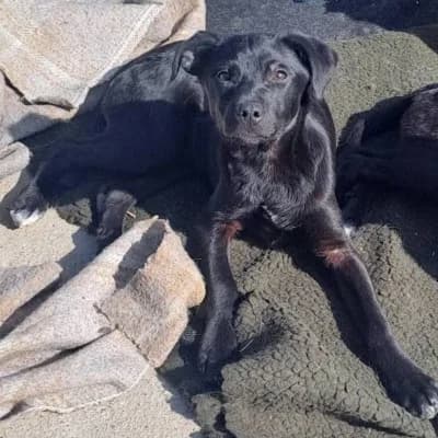 Jule, female young Mixed Breed for adoption at Stichting Happy Dogs of Romania, KG Uithoorn