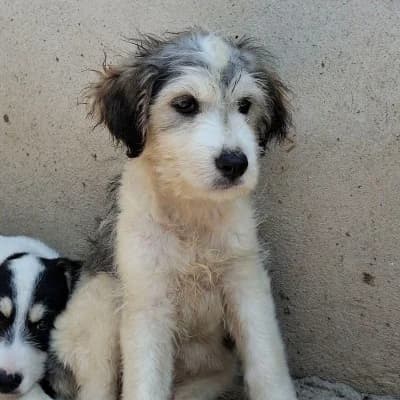 Jussi, male puppy Mixed Breed for adoption at Stichting Happy Dogs of Romania, KG Uithoorn