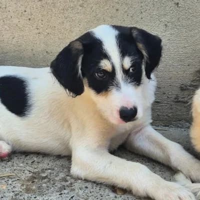 Kai-Uwe, male puppy Mixed Breed for adoption at Stichting Happy Dogs of Romania, KG Uithoorn