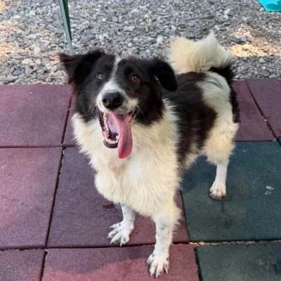 Kisses, female Mixed Breed for adoption at Stichting Happy Dogs of Romania, KG Uithoorn