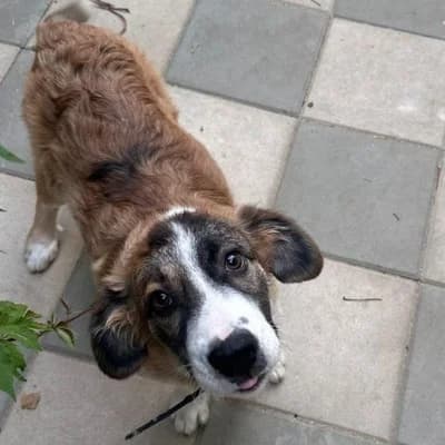 Kitty, female Mixed Breed for adoption at Stichting Happy Dogs of Romania, KG Uithoorn
