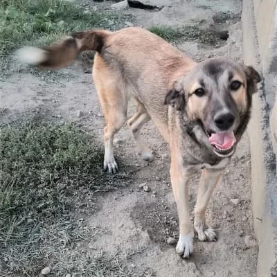 Kyra, female 4yo Mixed Breed for adoption at Stichting Happy Dogs of Romania, KG Uithoorn