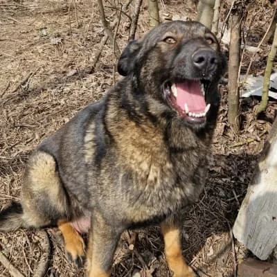 Lacmi, female young Mixed Breed for adoption at Stichting Happy Dogs of Romania, KG Uithoorn
