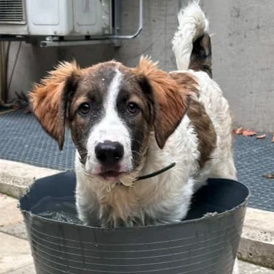 Laica, female Mixed Breed for adoption at Stichting Happy Dogs of Romania, KG Uithoorn