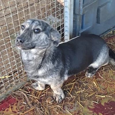 Laika, female 3yo Mixed Breed for adoption at Stichting Happy Dogs of Romania, KG Uithoorn