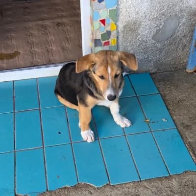 Lottchen, female young Mixed Breed for adoption at Stichting Happy Dogs of Romania, KG Uithoorn