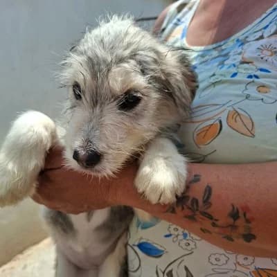 Luisa, female puppy Mixed Breed for adoption at Stichting Happy Dogs of Romania, KG Uithoorn