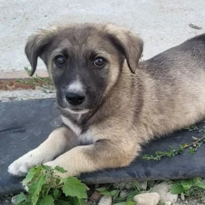 Luke, male puppy Mixed Breed for adoption at Stichting Happy Dogs of Romania, KG Uithoorn