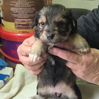 Luzie, female Mixed Breed for adoption at Stichting Happy Dogs of Romania, KG Uithoorn