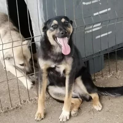 Madita, female 5yo Mixed Breed for adoption at Stichting Happy Dogs of Romania, KG Uithoorn