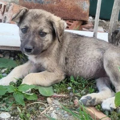 Maggie, female puppy Mixed Breed for adoption at Stichting Happy Dogs of Romania, KG Uithoorn